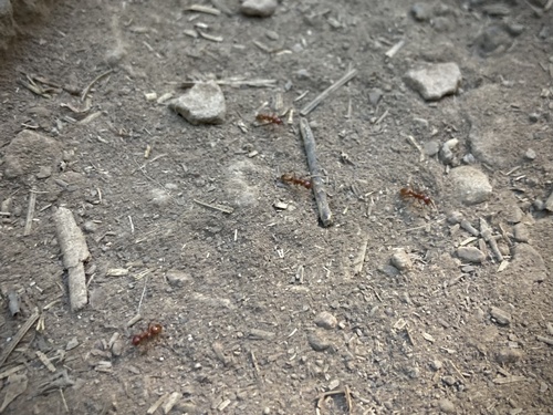 iNaturalist observation photo of Western Amazon Ant