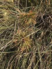 Spinifex longifolius