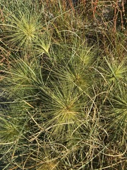 Spinifex longifolius