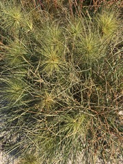 Spinifex longifolius