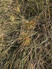 Spinifex longifolius