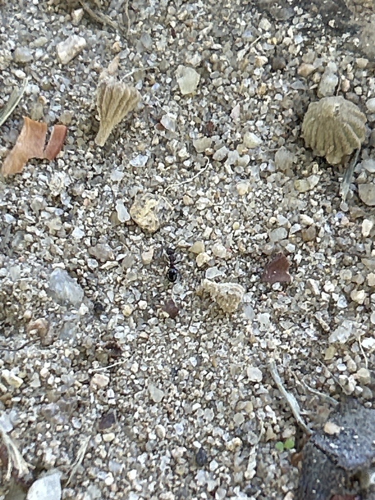 Curated visual reference: Picture Idea: Copper Bellied Ant From Sha Tin Park Elderly Fitness Corner