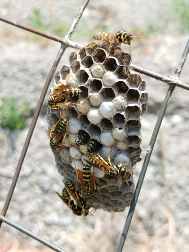 European paper wasp