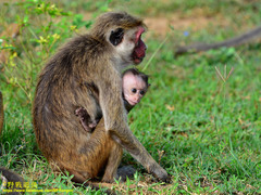 Macaca sinica