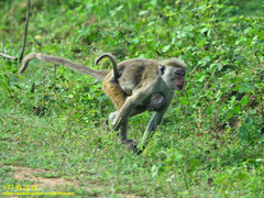 Macaca sinica