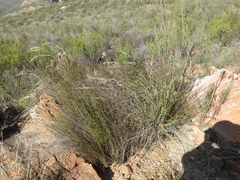 Pentameris eriostoma