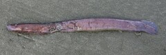 Blind Eel photo 3