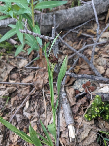 Juncus mertensianus iNat (2)