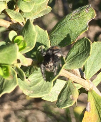 Phidippus johnsoni