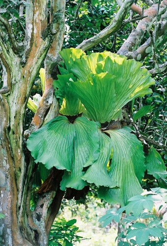 Angola staghorn fern