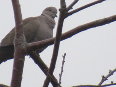 Streptopelia decaocto