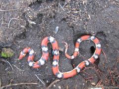 Cemophora coccinea copei