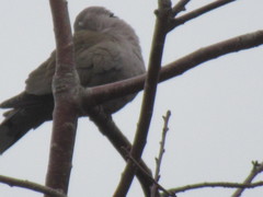 Streptopelia decaocto