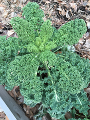 Brassica oleracea acephala