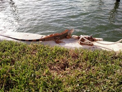 Iguana iguana