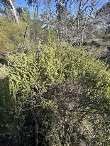 Image of Acacia glandulicarpa by (c) Andrew Allen, some rights reserved (CC BY)