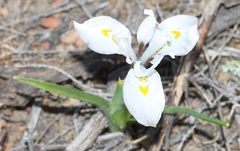 Moraea ciliata