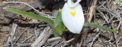 Moraea ciliata