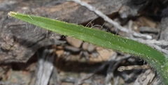Moraea ciliata