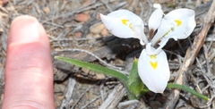 Moraea ciliata