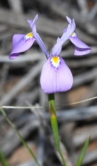 Moraea tripetala violacea