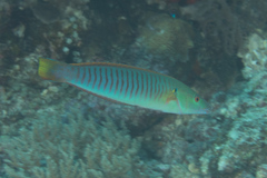 Hologymnosus doliatus