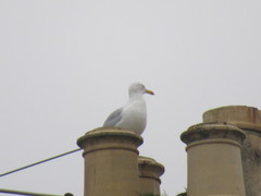 Larus argentatus
