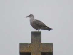Larus argentatus