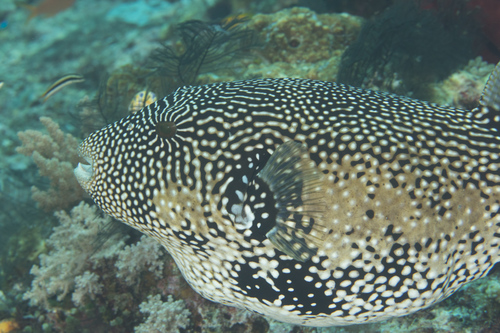 Map Puffer