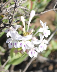 Lapeirousia pyramidalis pyramidalis