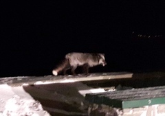 Vulpes vulpes deletrix