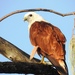 Brahminy Kite - Photo (c) Dezmond Wells, some rights reserved (CC BY-NC), uploaded by Dezmond Wells