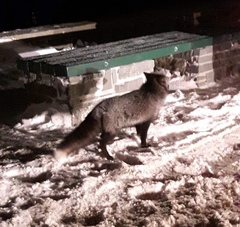 Vulpes vulpes deletrix