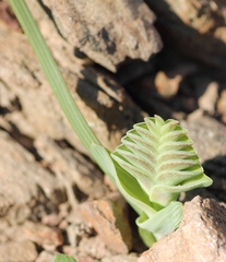 Lapeirousia pyramidalis pyramidalis