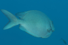 Siganus punctatus