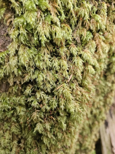 Isothecium cardotii