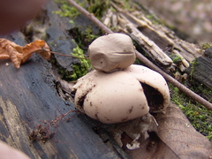 Geastrum rufescens