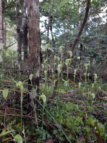 Trident Greenhood (Pterostylis trullifolia)