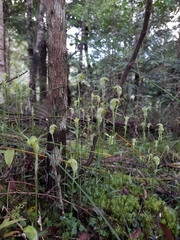 Trident Greenhood (Pterostylis trullifolia)