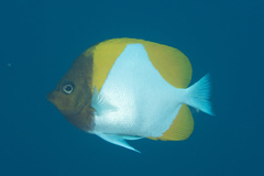 Hemitaurichthys polylepis