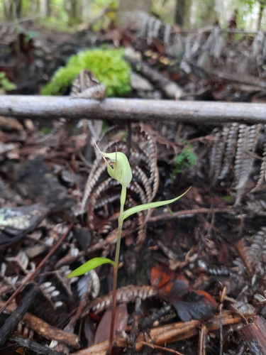 Image of Pterostylis agathicola by (c) Irisa Hudson, some rights reserved (CC BY)