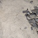 עקרב-חול ניצני - Photo (c) amichy-rot,  זכויות יוצרים חלקיות (CC BY-NC)