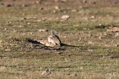 Nelson's Antelope Squirrel photo 5