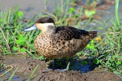 Blue-Billed Teal photo 5