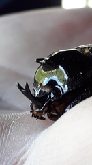 Cyphonistes vallatus