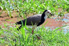 Vanellus crassirostris