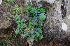 Euphorbia portlandica