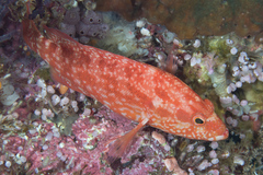 Cephalopholis spiloparaea