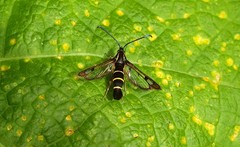 Synanthedon tipuliformis