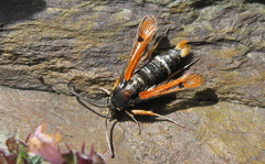 Pyropteron chrysidiforme
